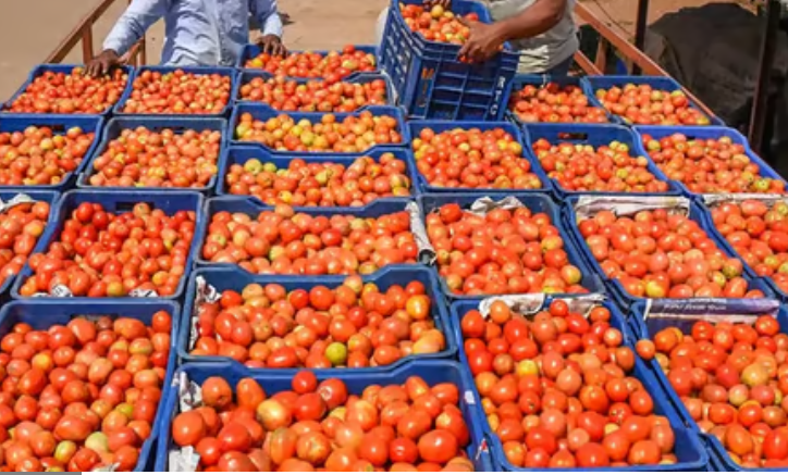 The Role of Gagab2b.com in Revolutionizing the Tomato Import-Export Industry